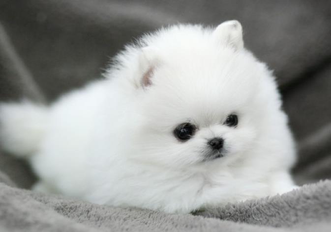 강아지 길들이기