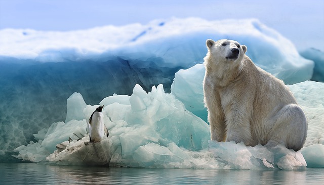 북극곰과 펭귄