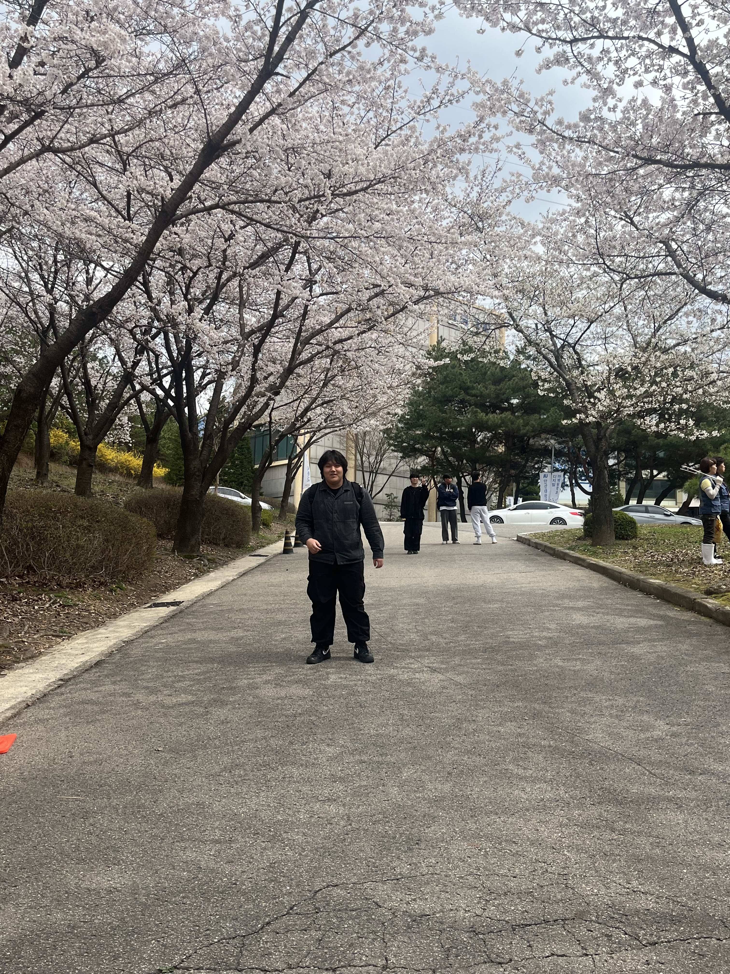 안산대학교 벚꽃 배경에 박광용이 있는 사진
